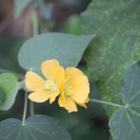 Abutilon subumbellatum Philcox